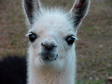 Our youngest Llama, Dreamweaver