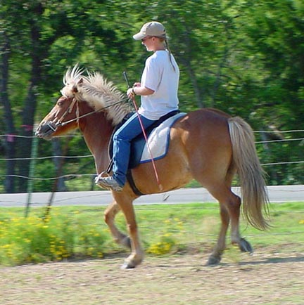 This is Gianna Aycock training our Icelandic mare, Assa.