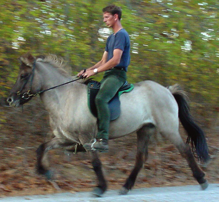 This is Gunnar Eggertsson training our Icelandic mare, Hvedra, to prepare for the 2000 Evaluations.