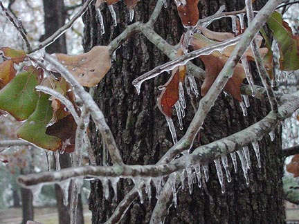 Ice on the Oak trees.  