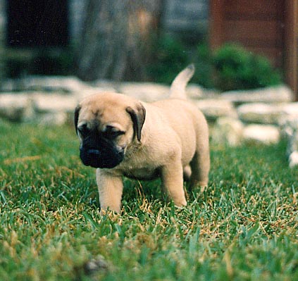 A very young Bull Mastiff from Baxter and Misha